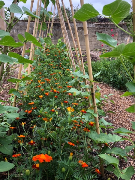 Sarratt Community Garden